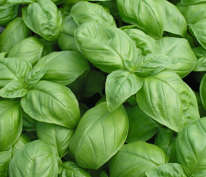 Basil - Italian Large Leaf