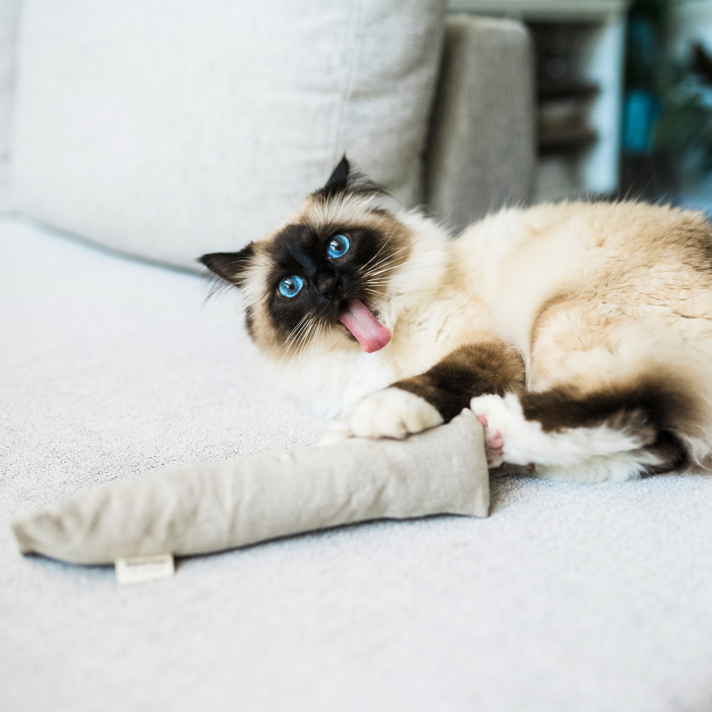 Cat Kicker Toy for Bunny Kicks - DOGS love it too!