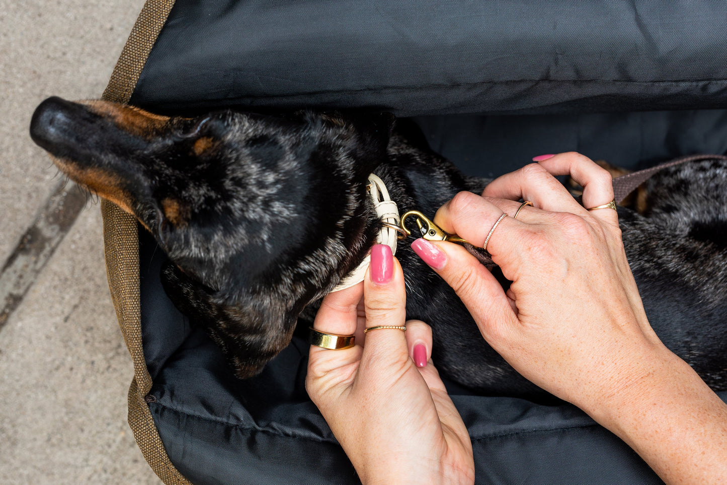 'The Daily' Packable Pet Carrier-M-Army