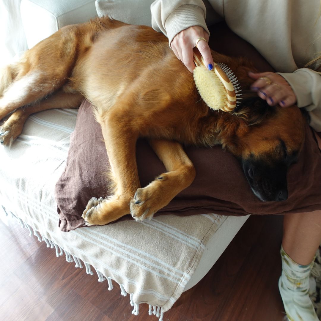 Two-Sided Pet Brush – Bristle & Wire for Shedding & Detangling