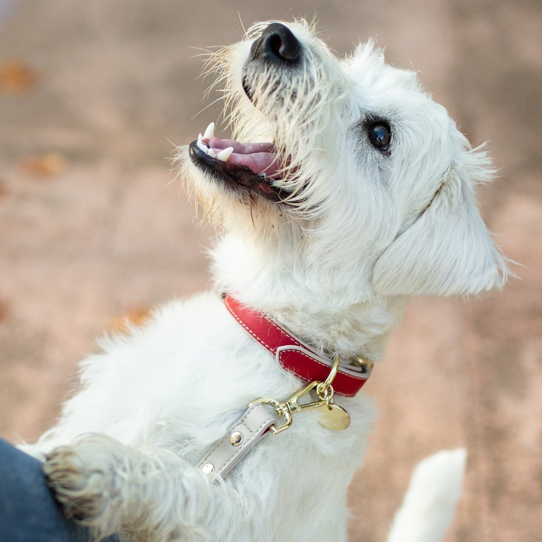 Collar - Vegan Leather