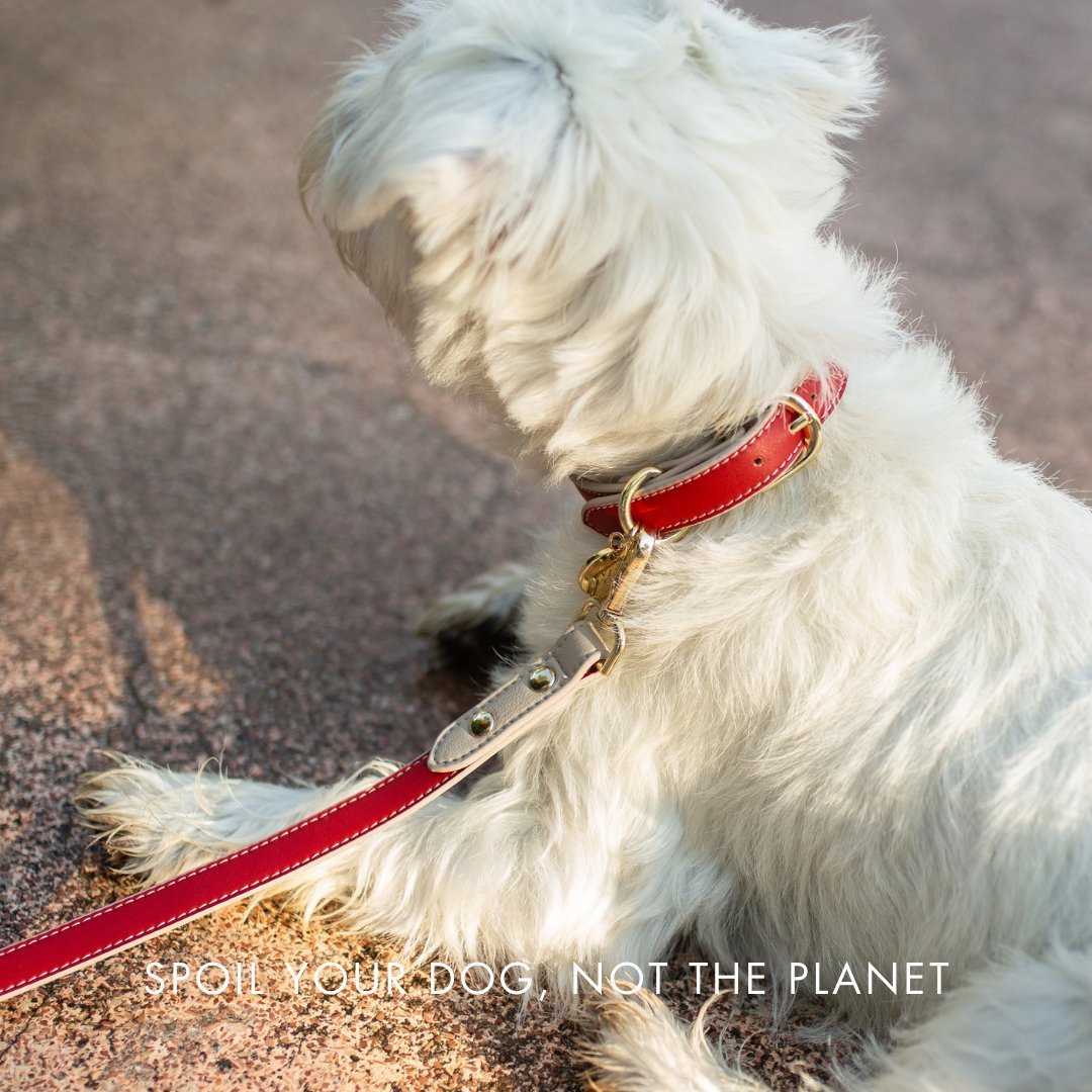 Collar - Vegan Leather