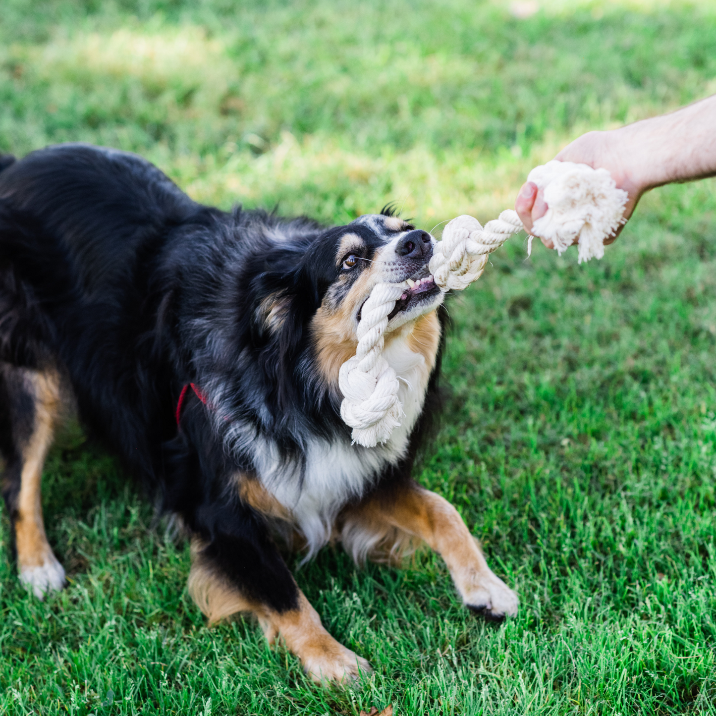100% Organic Cotton Rope Dog Toy - 5 Sizes