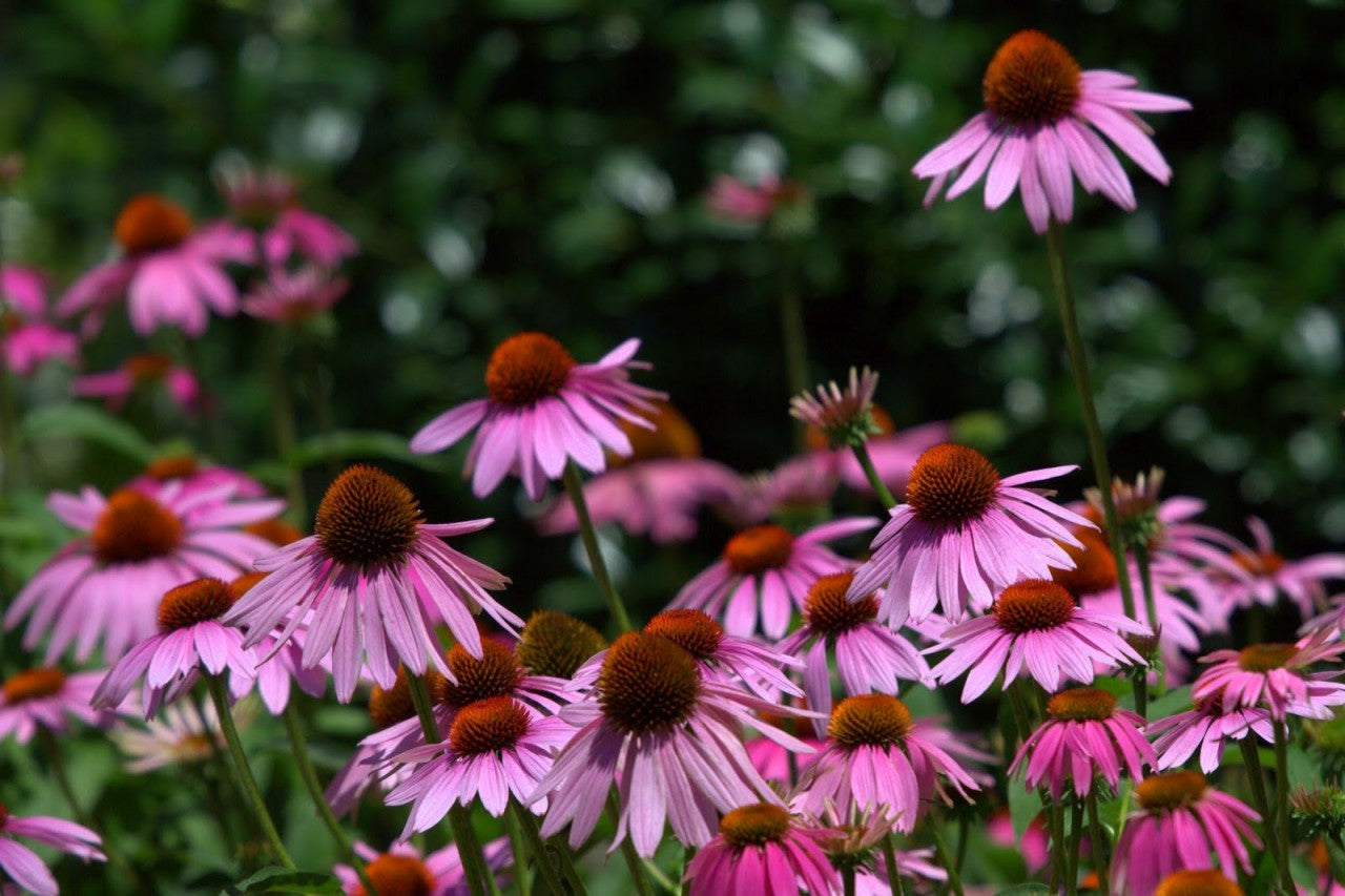 Echinacea Purpurea